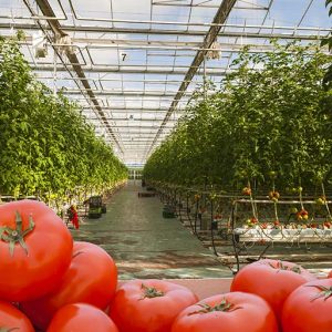 Pro Renovate Tuinbouw